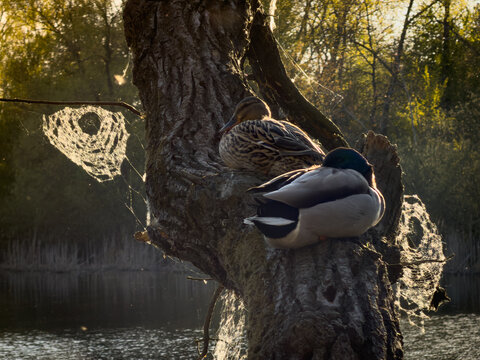 Ducks Resting On Tree with Pond at Background