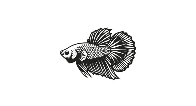 Betta Fish Illustration - Siamese Fighting Fish Drawing