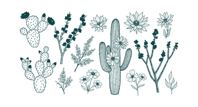 Hand-Drawn Desert Cactus Botanical Illustration Set with Saguaro Prickly Pear and Wildflowers Pack