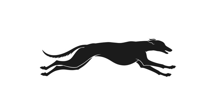 Black Greyhound Silhouette Running Fast