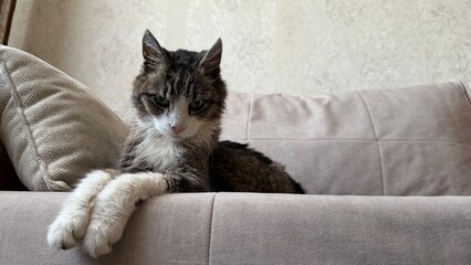 Naklejka na ściany i meble Senior tabby cat with white paws resting on a cozy sofa. The cat has a serious, wise expression and scruffy fur, typical for an elderly pet enjoying its retirement in a comfortable home environment