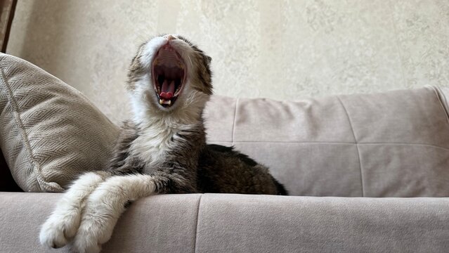 Funny yawning tabby cat lying on a cozy sofa at home. The wide-open mouth showing teeth and tongue creates a humorous and expressive moment