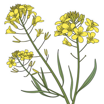 Yellow mustard flowers illustration on a white background high quality professional