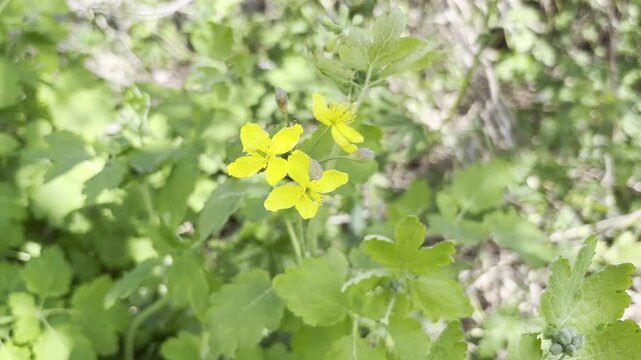 Greater Celandine Plant with Yellow Flowers in a Garden