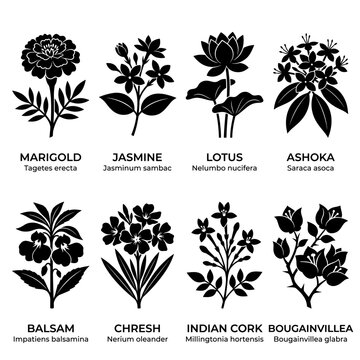 black and white vector silhouette set of indian flower