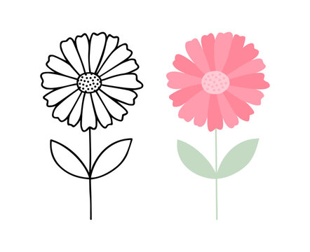 Pink zinnia flower drawing, Minimalist Botanical Set