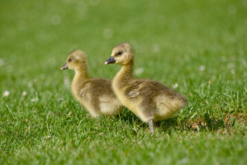 Obraz premium Two greylag goose goslings standing on grass