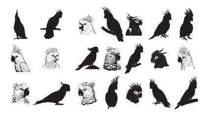 cockatoo silhouette white background vector illustration © Zarikah