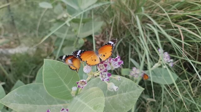 Multiple Plain Tiger Butterflies Perched on Calotropis Procera Weed Plant Blooms