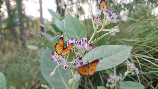 Multiple Plain Tiger Butterflies Perched on Calotropis Procera Weed Plant Blooms
