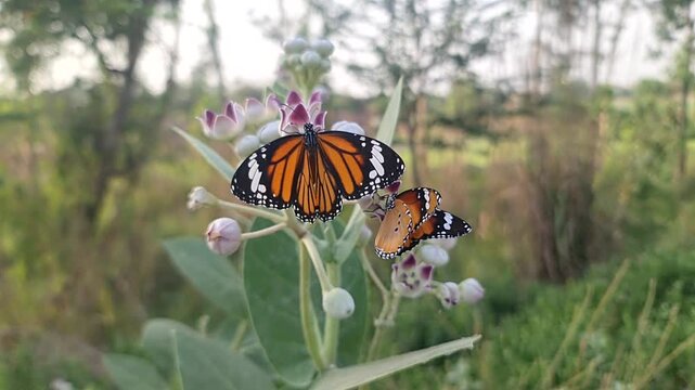 Monarch butterfly and Plain Tiger Butterfly Pair Feeding on Calotropis Weed Plant Blooms
