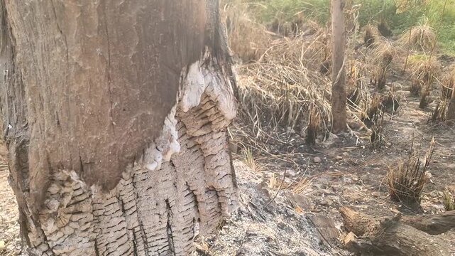 Close Up of a Burnt Tree Trunk Smoldering with Light Smoke after a Fire