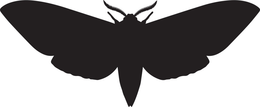 Moth Silhouette Against Backdrop: A stark yet elegant moth silhouette set against backdrop, highlighting its intricate wing structure and delicate antennae.
