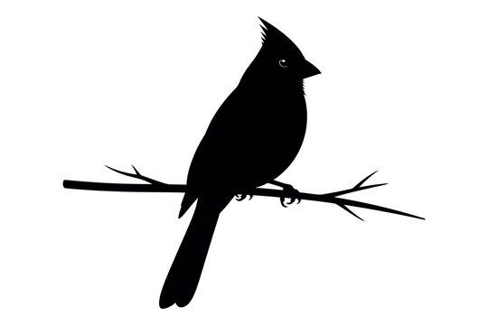 Cardinal silhouette on a branch a striking black form against a white background