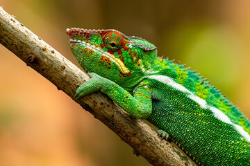 head shot of a panther chameleon © jtplatt