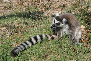 ring-tailed lemur in a zoo in france  © frdric
