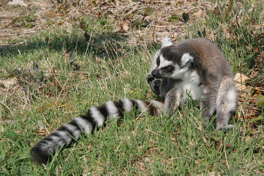 ring-tailed lemur in a zoo in france 