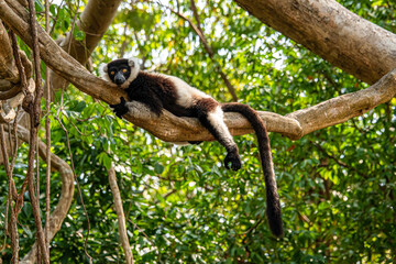 Fototapeta premium relaxed black and white lemur posing in a tree