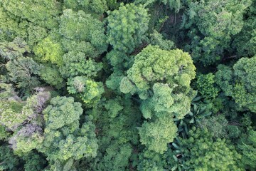 Uma vista do alto das copas de árvores do bioma mata atlântica obtida com sobrevoo de drone. © Ricardo_S_Levenhagen