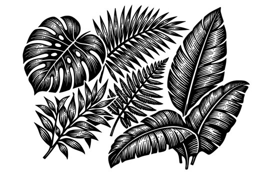 Black and white illustration of various tropical leaves on white background