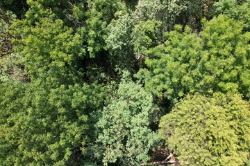 Uma vista do alto das copas de árvores do bioma mata atlântica obtida com sobrevoo de drone. © Ricardo_S_Levenhagen