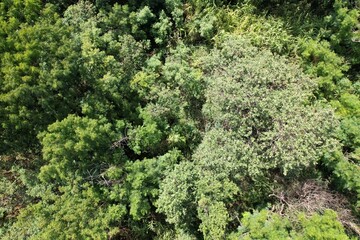 Uma vista do alto das copas de árvores do bioma mata atlântica obtida com sobrevoo de drone. © Ricardo_S_Levenhagen