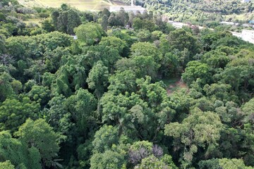 Uma vista do alto das copas de árvores do bioma mata atlântica obtida com sobrevoo de drone. © Ricardo_S_Levenhagen