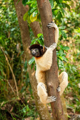 Fototapeta premium crowned lemur posing in a tree