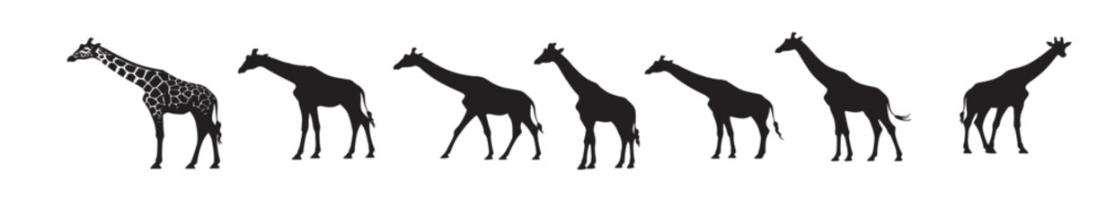 Obraz premium giraffes silhouette white background vector illustration