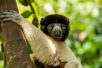 Fototapeta premium head shot of a crowned lemur
