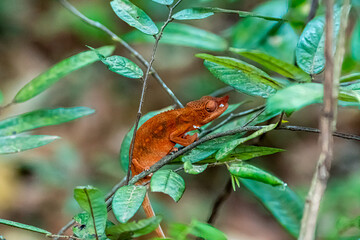 Rhinocerous chameleon found in Ankarafantsika © jtplatt