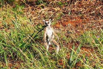 Fototapeta premium Ring tailed lemur on the move