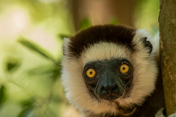 Fototapeta premium close up of the face of a Verreaux sifaka