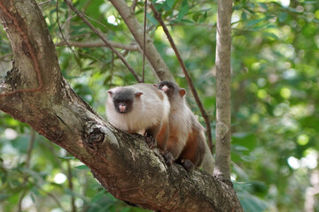 Fototapeta premium Pair of Black-tailed Marmosets Perched on a Tree Branch in the Wild