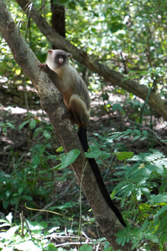 Black-tailed Marmoset (Mico melanurus) Climbing a Tree in the Wild Habitat