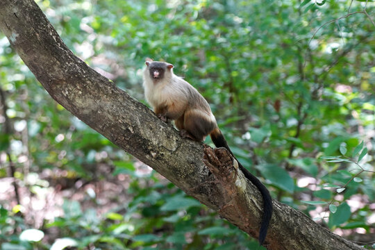 Black-tailed Marmoset (Mico melanurus) Perched on a Tree Branch in the Amazon Rainforest