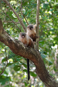 Two Black-Tailed Marmosets (Mico melanurus) Perched on a Tree Branch in the Brazilian Forest