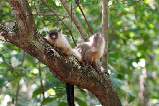 Two Black-tailed Marmosets (Mico melanurus) Perched on a Tree Branch in a Tropical Forest