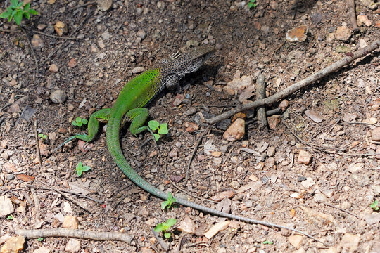 Vibrant Giant Ameiva Lizard (Ameiva ameiva) Camouflaged on Earthy Ground