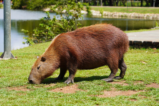 Capybara Grazing on Green Grass in a Natural Park Setting
