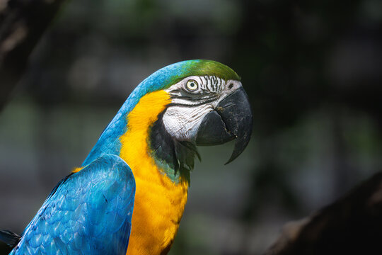 blue macaw at La Barben animal park