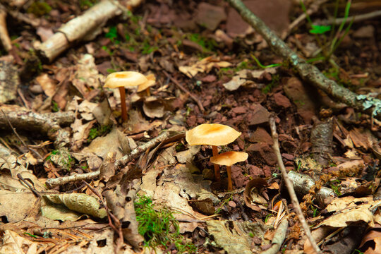 a beautiful group of small brown marasmius mushrooms growing on the forest floor among dry autumn leaves twigs and green moss