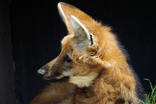 Maned wolf at La Barben Wildlife Park