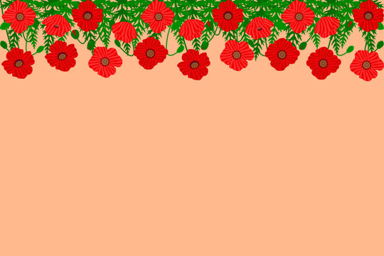 Wild poppy flowers horizontal background. Botanical papaver floral upper border template with copy space for banner or greeting card. Summer meadow nature frame. Flat style vector graphic.