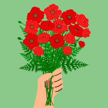 Hand holding a wild poppy flowers bouquet. Botanical papaver floral arrangement for greeting card or gift concept. Summer meadow nature bouquet. Flat style vector illustration graphic.