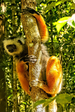 Diademed sifaka in a tree