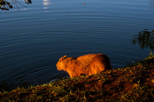 capivara na agua