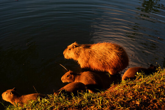 capivara com a familia