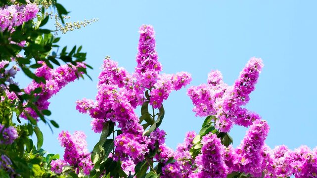 Pink flowers blooming against a clear blue sky, Vibrant floral background with ample copy space.
