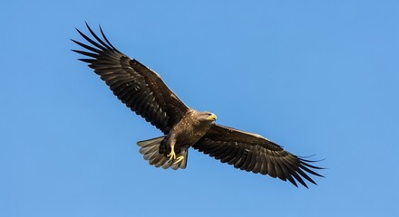 Obraz premium Majestic Eagle Soaring in Clear Blue Sky - Wildlife Photography for Commercial Use